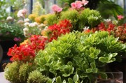 金玉满堂花怎么养才能开花？掌握这几个要点，轻松开爆盆！