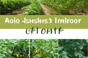 香瓜高产种植全攻略，从品种选择到采收技巧