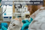 猫咪麻醉过敏风险，如何科学规避，保障爱宠安全？