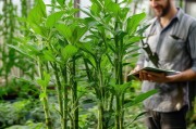 富贵竹怎么才能长粗？这些养护秘诀你一定要知道