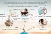 如何科学避免腹部呼吸，掌握正确呼吸模式的实用指南