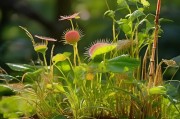 植物如何智取，避开授粉的生存之道