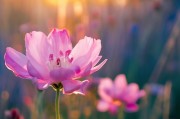 蒂娜的花期，如何在时光中绽放