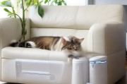 养猫怎么才能不臭呢？——终极除臭指南！