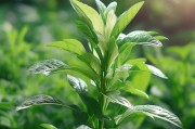 兰花焦尾怎么办？掌握这几点，叶片翠绿不发尖