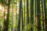 竹节虫害高发季？掌握这些防治要点，守护竹林健康！