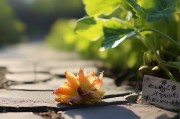 西葫芦落花别愁！找准原因3招轻松避免