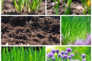 让韭菜花绿起来，从种植到养护的全方位指南