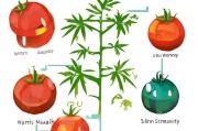 番茄全勤怎么才能拿到？这5个秘诀让你事半功倍！