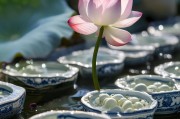 莲子怎么泡才能开花，揭秘传统手工艺中的自然奇迹