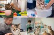 怎么设置猫？从日常管理到专业照顾