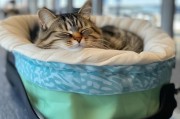 猫咪如何安全空运，温柔飞行指南