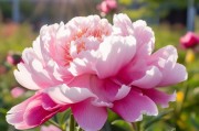 洋牡丹怎么才能开花？掌握这几个关键点，轻松让它绽放美丽花朵！